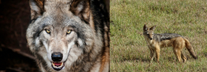 Austro-Hungarian Wolf, European Jackal Animals