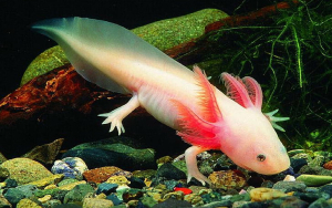 Axolotl - Weird Little Funny Animal