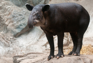 Baird's Tapir Animal