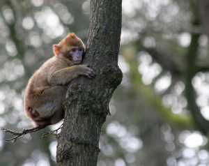 Barbary Macaques Animal