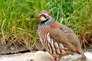 Gibraltar Bird