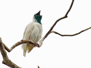 Paraguay Bird