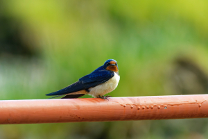 Estonia Bird