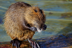 Beaver