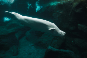 Beluga Whale