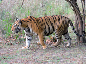 Bengal Tiger Animal