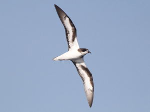 Bermuda Bird