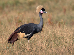 Nigeria Bird