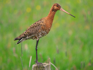 Netherlands Bird