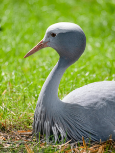 South Africa Bird