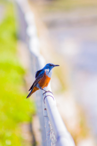 Malta Bird