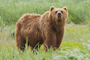 Brown Bear Animal