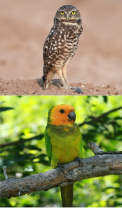 Aruba Birds