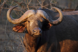 Carabao Animal