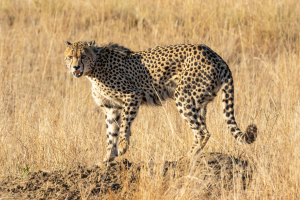 Cheetah