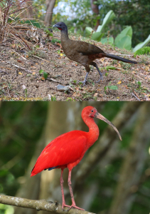 Trinidad and Tobago Bird