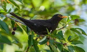 Sweden Bird