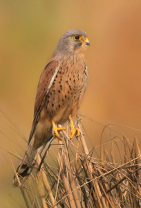 Belgium Bird