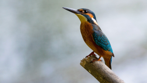 Czech Republic Bird