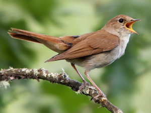 Croatia Bird