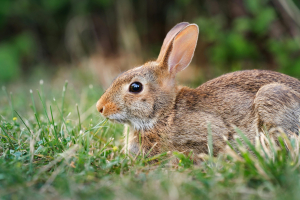 Cottontail Rabbit