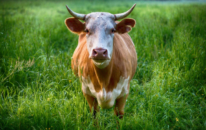 Cow Animal