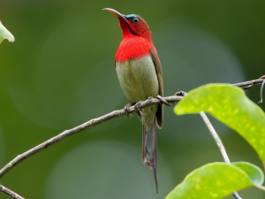 Singapore Bird