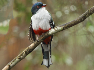 Cuba Bird