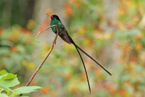 Jamaica Bird