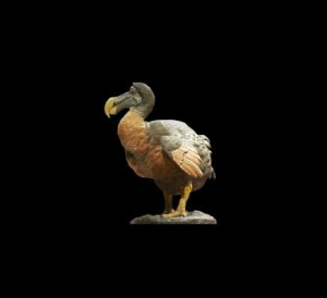 Dodo Animal