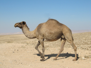 Dromedary