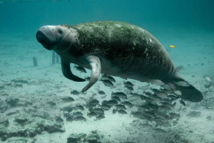 Dugongs Animal