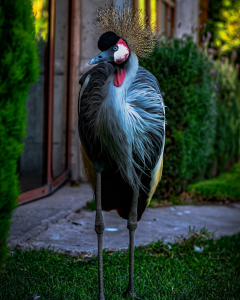 Uganda Bird