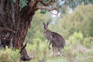 Eastern Gray Kangaroo