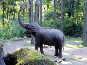 Elephant Animal