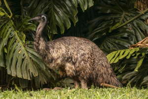 Emu