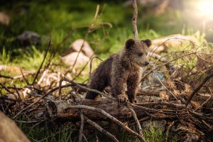 Eurasian Brown Bear Animal