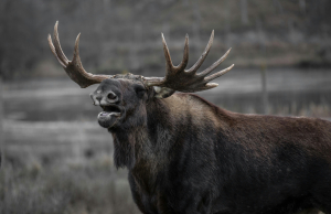 Eurasian Elk Animal