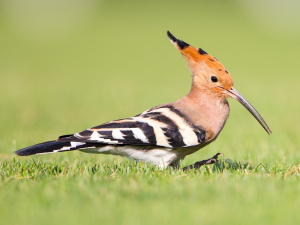 Israel Bird