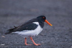 Faroe Islands Bird