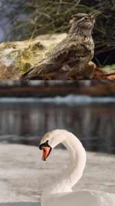 Denmark Birds