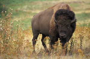 European Bison Animal