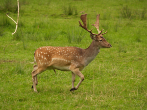 European Fallow Deer Animal