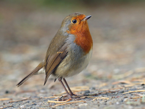 United Kingdom Bird