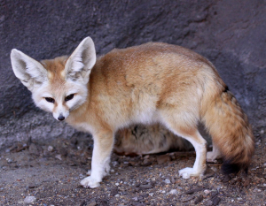 Fennec Fox Animal
