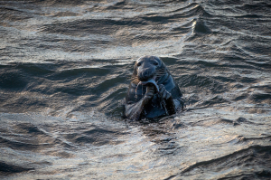 Fur Seal