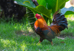 Gallic Rooster Animal