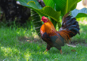 France Bird