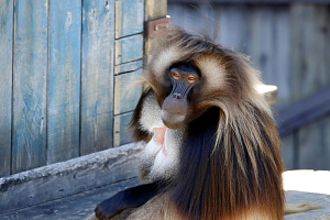 Gelada