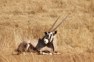 Gemsbok